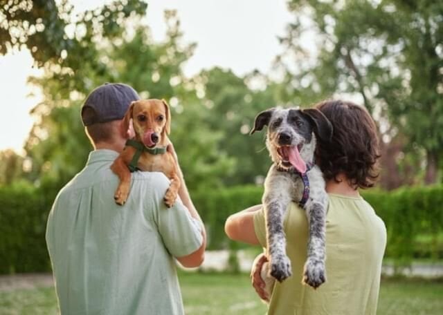 Hangi Köpek Size Uygun? Profesyonel Bir Rehber