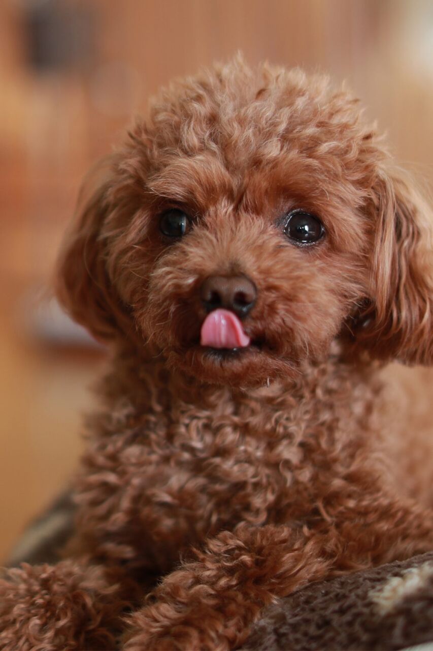 Poodle (Kaniş) Rehberi: Tarihi, Özellikleri, Bakımı ve Sahiplenme İpuçları