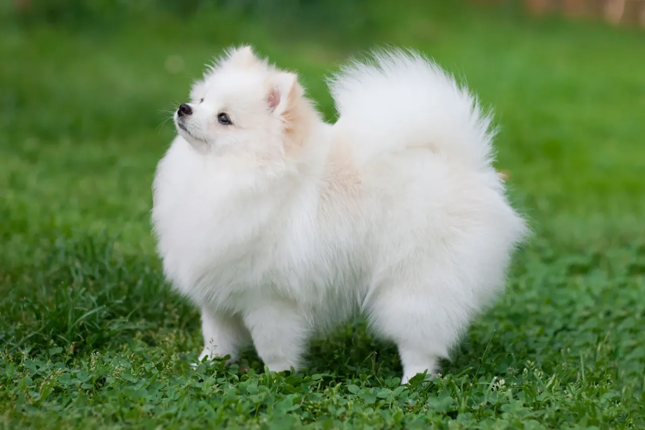 Pomeranian (Boo) Rehberi: Özellikleri, Bakımı, Karakteri ve Sahiplenme İpuçları