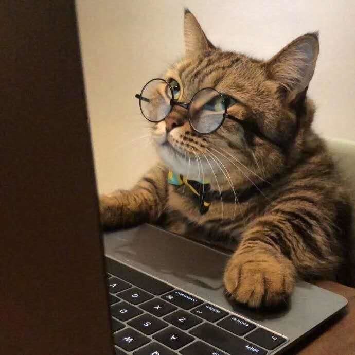 Bir kedi mi sahiplendiniz? Beslenme konusunda dikkat etmeniz gerekenler!