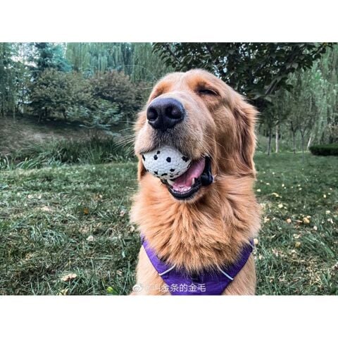 M-Pets Bloom Köpek Topu – 7 cm Dayanıklı Oyun Topu