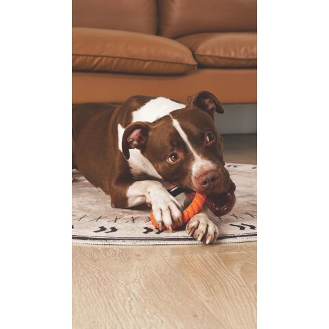 M-Pets Ring King Turuncu & Siyah Kauçuk Köpek Oyuncağı