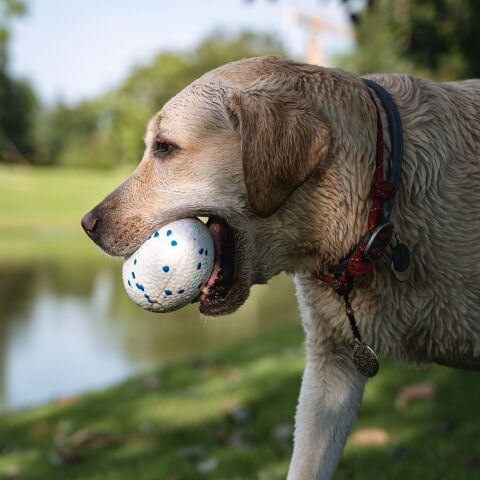 M-Pets Bloom Parçalanmaz Rugby Topu