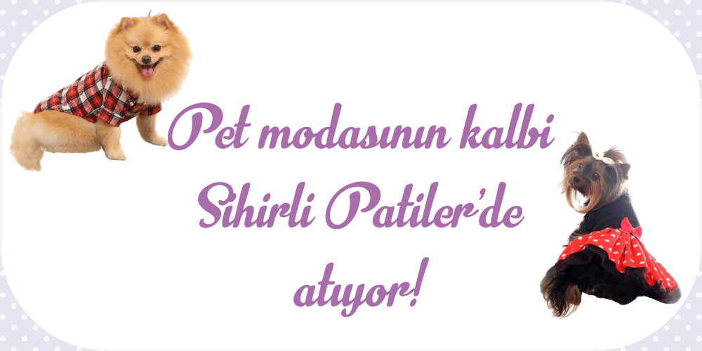Köpeklerde Kış Modası